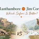 Comparison image of Ranthambore National Park and Jim Corbett National Park featuring Bengal tigers, scenic landscapes, and the title "Ranthambore vs Jim Corbett – Which Safari Is Better?"